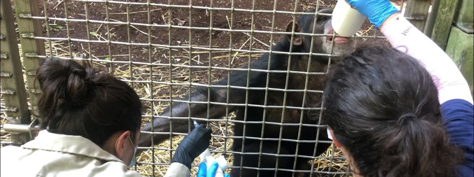Chimp Nori injection training