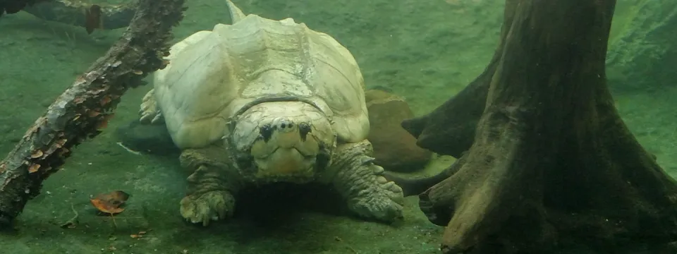 Alligator snapping turtle habitat