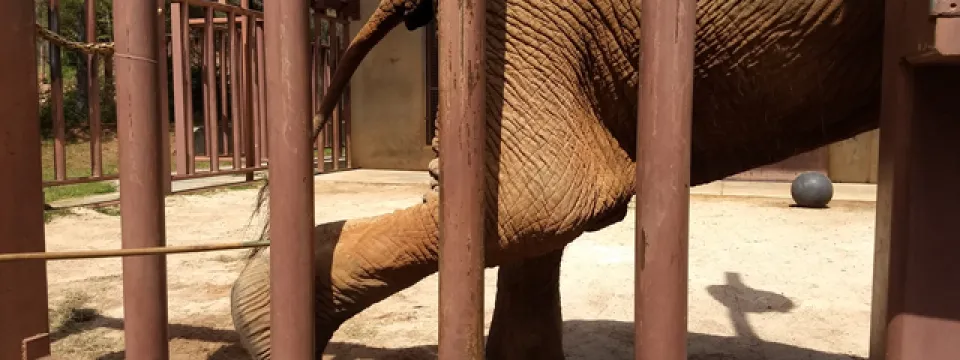 C'sar elephant yoga training right rear foot back