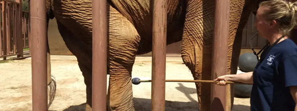 C'sar elephant yoga training