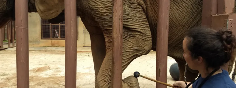 C'sar elephant yoga training left front foot back