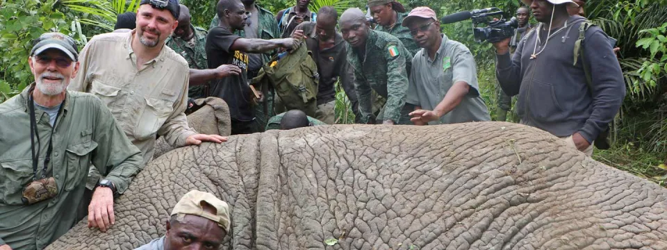 First elephant collared by the Zoo in Cote d'Ivoire