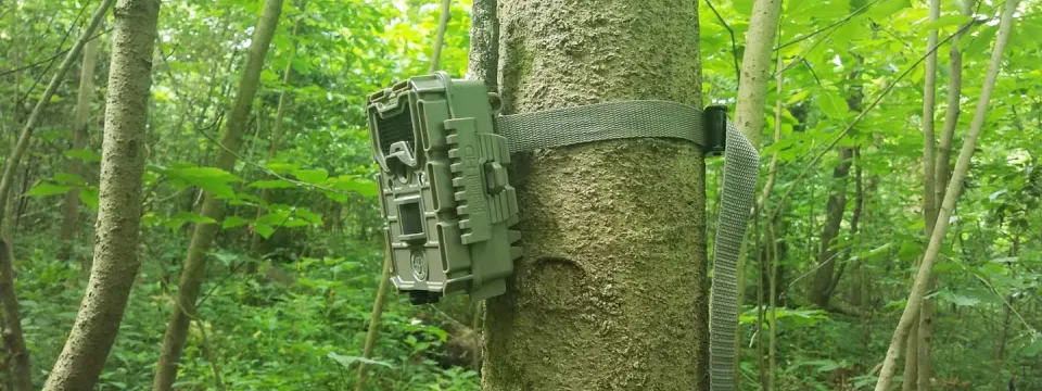 A square, green box containing a trail camera is strapped to a tree trunk in the midst of a dense forest.