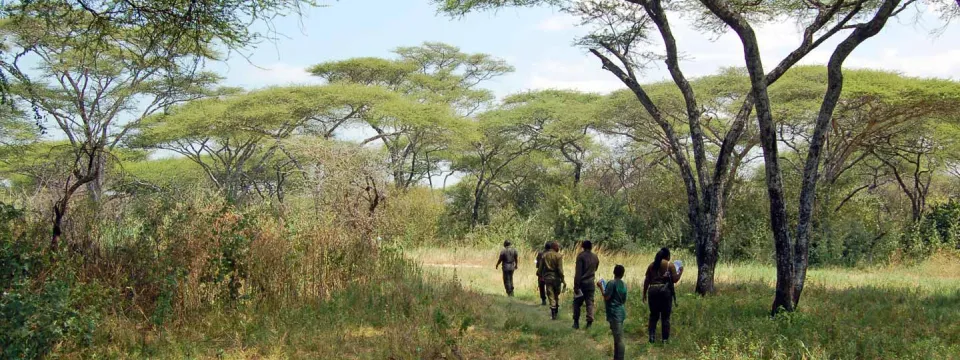 A group of five men walking on a path through a savanna. There are large trees and tall grass on either side of the path and in the background.
