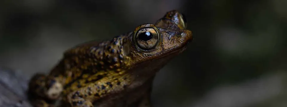 A small brown Puerto Rican Crested Toad with mottled skin and large brown eyes sitting on what appears to be a tree branch against a dark background.