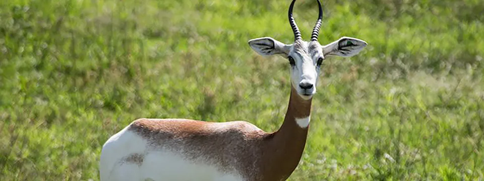 North Carolina Zoo: Saving Species Africa; Addra Gazelle