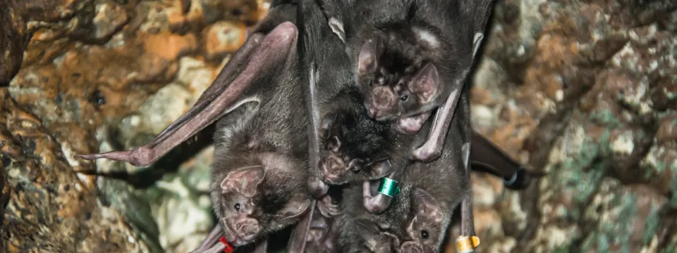 Group of vampire bats hanging upside down