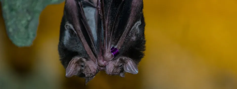 Two vampire bats upside dopwn
