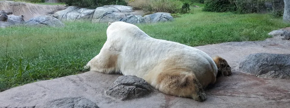 Polar Bear Payton laying in his cave