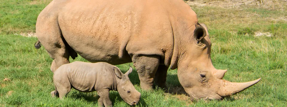 Mom Linda and Baby Nandi Southern White Rhino