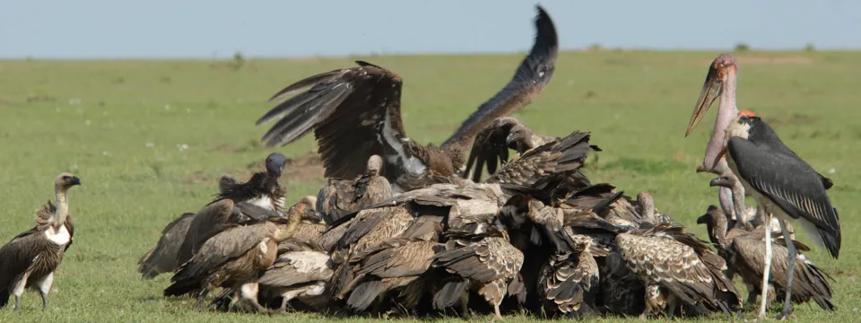 White backed vulture groupfeeding conservation