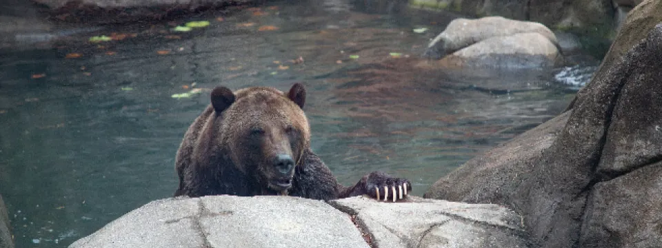 A large, dark brown Grizzly Bear climbing onto a rock with its large claws, and out of the water.