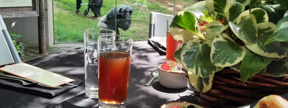 A rounded, grey table next to chimpanzee habitat. There a menu on a folded napkin, several beverages, two bowls of fruit salad, and a large plant in a decorative basket on the table.