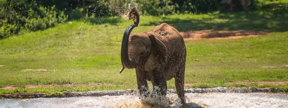 A young, brown African Elephant standing in a pond splashing in the water with its trunk. A vast field lined with trees is visible behind it.