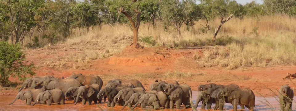 A large herd of wild Elephants walking in a line through a muddy, red lake. The lake is next to a small hill that is covered with red clay, trees and scrubby grass.