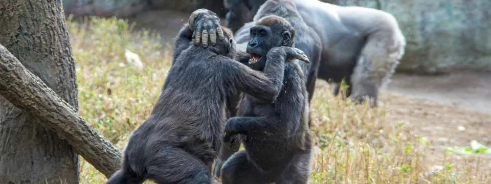 Two smaller, black Gorillas that appear to be playing or wrestling with each other next to a tree in a grassy field. A larger Gorilla stands on all fours in the background next to a tall rock wall.