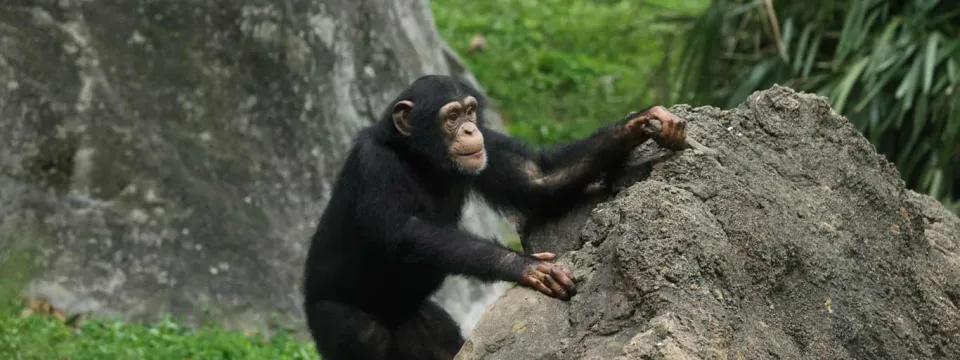 A small Chimpanzee with large ears, black fur and a brown face climbs up the side of a large boulder. The background appears to include green grass and some trees.