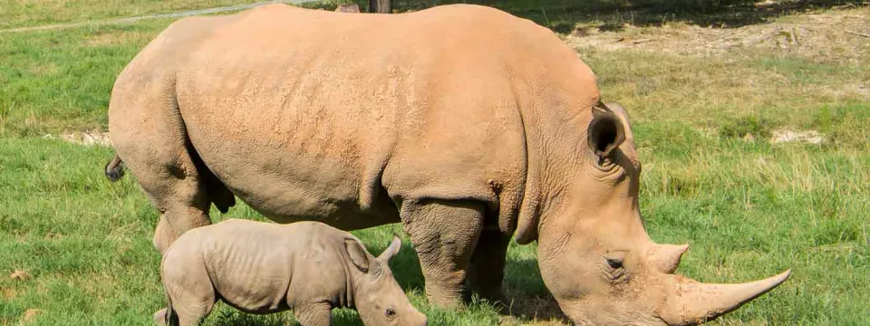A Mom and baby southern white rhino standing next to each other in a field of tall, green grass.