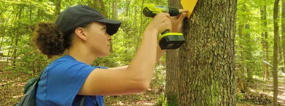 A person wearing a navy hat, blue tshirt and green backpack in a forest drilling a yellow diamond trail marker on a tree.