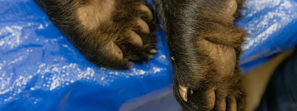 A closeup of two Black Bear cub paws laying bottom up on a blue tarp, ,its claws and pads visible. The overall sense is a medical setting.