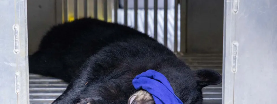 A Black Bear cub that appears to be under anesthesia, lays on its side with a blue cloth over its eyes and its tongue hanging out of its mouth. It appears to be in a metal travel crate.