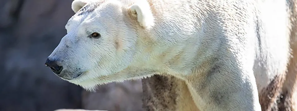 A closeup of a Polar Bear stands perched on top of a large rock looking off to the left. There are even larger rocks piled behind it. Its bright white fur is muddy in places around its legs and belly.
