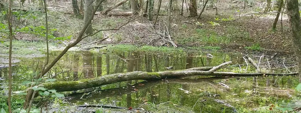 A dense, green forested area with a creek running through the foreground. There are branches littering the shoreline, and sunlight dappling through the trees, reflecting on the waters surface. This appears to be part of the Tai National Park River.