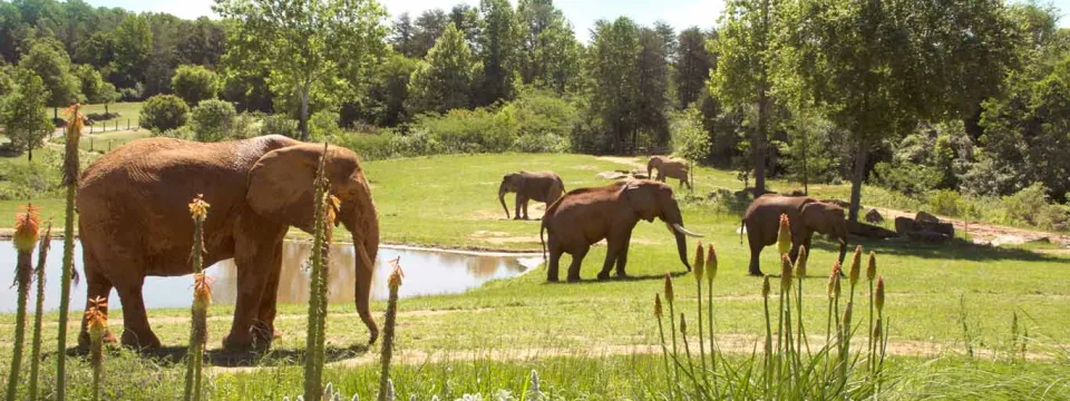 A panoramic shot shows a vast field with a pond to the middle left, and trees in the background. There are five adult African Elephants grazing independently throughout the field.
