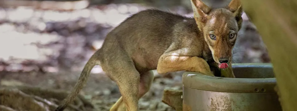 A Red wolf pup stands on its hind legs drinking water. Its front legs are draped over the top of the water bowl and it is looking at the viewer, licking its lips. There are tree roots and a dirt ground visible behind it.
