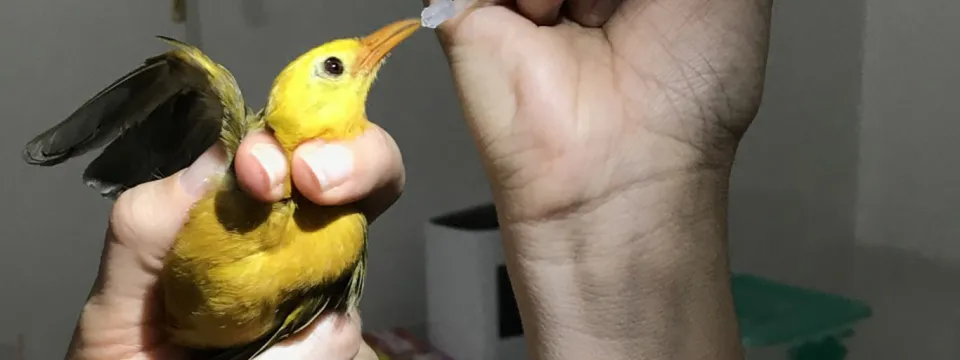 GOWE oral dextrose post blood collection. A small, yellow bird is held in a set of hands, while another set of hands feeds it a liquid from a syringe. The background is a medical or office setting.