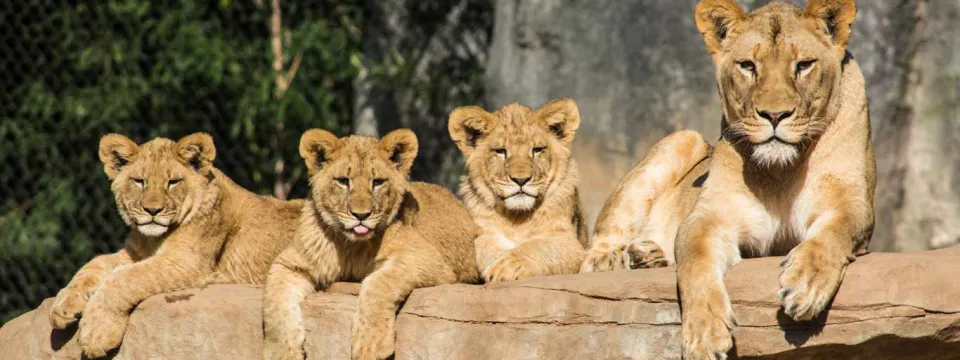 Three small Lion cubs with light brown fur lay together on a large, flat rock with their mother keeping a watchful eye on the viewer. Their paws are draped lazily over the edge of the rock.