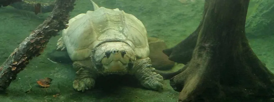 A large Alligator snapping turtle in underwater habitat with submerged tree trunks.