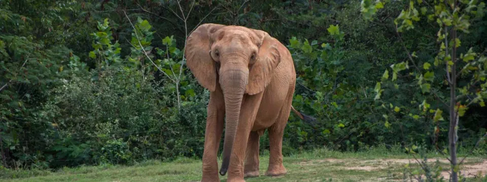 An elephant fanning its large ears out as it swings its long trunk. Dark, dense trees line the vast field that sits in the background.
