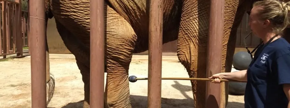 A zookeeper in a blue shirt and jeans stands on the right, feeding or interacting with the rear end of a large elephant through the thick, vertical brown metal bars of an enclosure.