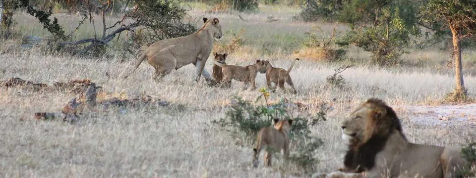 A male lion with a full mane lies down in the foreground while a lioness and three playful cubs walk in the dry grass of an African savanna behind him.
