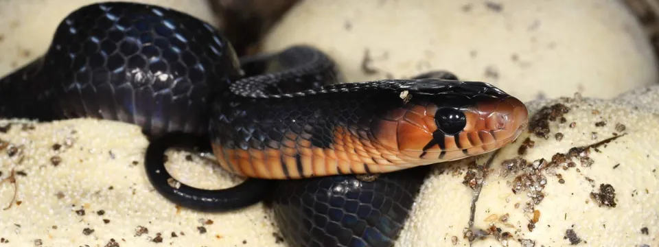 A small, shiny black snake with a distinct coppery-red or orange band around its neck and a black head. The snake is coiled slightly on top of several large, pale yellow or off-white reptile eggs, which are covered in flecks of dark dirt or substrate. The snake appears to be hatching from the eggs.