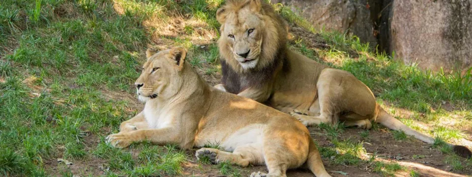 A male and female lion laying together next to a large rock wall, surrounded by lush green grass. The male is in the background, watching the female intently.