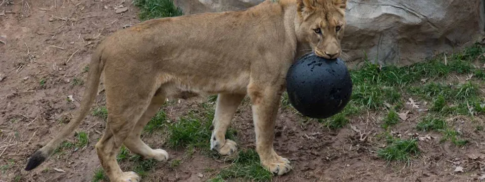A young lioness, with light brown fur, stands in a slightly sloped, dirt and grassy enclosure, holding a large, black enrichment ball in her mouth. A light-colored rock formation is visible in the background.