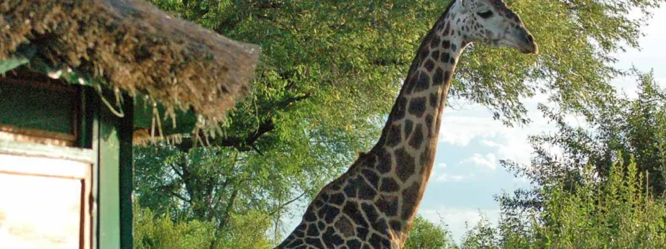 A tall giraffe standing next to a small wooden building with a thatched roof, set against a backdrop of green trees.