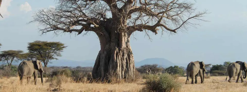 Three African elephants walk across a dry, grassy savanna with a massive, bare baobab tree dominating the center background.