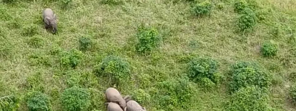 High-angle shot of a small group of elephants, including a few huddled together, grazing on a hillside covered in vibrant green grass and scattered bushes.