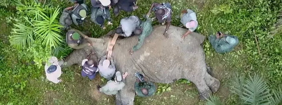 A large Elephant lies on the ground which is covered with leaf litter in the middle of a dense forest. A group of dark skinned people in green ranger uniforms stands over the elephant near its head, seemingly placing a collar around its neck. It is the first elephant collared at Bouba Ndjida National Park by the Zoo.