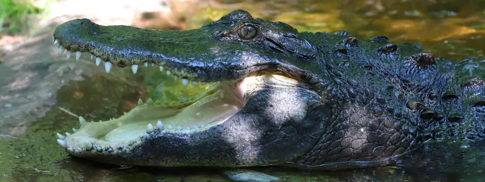 An Alligator profile photo showcasing its sharp, white teeth and green, scaly skin as it is laying on the muddy ground, surrounded by shrubs and trees.