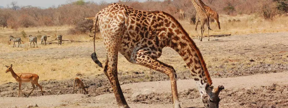 A giraffe is bending down to drink in a tall, dry grassland. The giraffe has a light coat with brown, irregular patches. The background shows more grassland and some blurred trees under a bright sky.