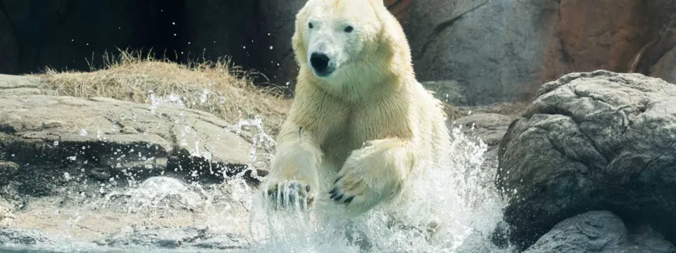 A crisp, white Polar Bear diving from the rocky shoreline into arctic waters habitat, making a big splash.