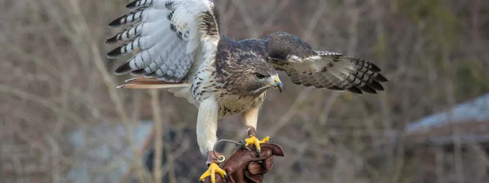 A large Red Tail Hawk perched on a hand wearing a brown, leather glove. It appears to have just landed, as its legs and wings are stretched out. Bare tree branches are visible in the background.