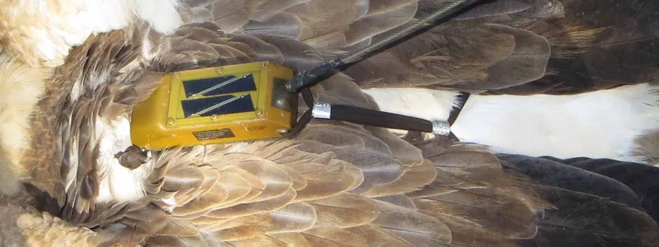 A top down view of a large bird with brown and white feathers, wearing a small yellow backpack style tracking device between its wings.