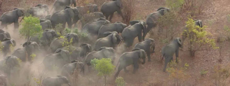 An aerial view of a stampede of at least twenty African Elephants thundering across a vast savanna sprinkled with trees.