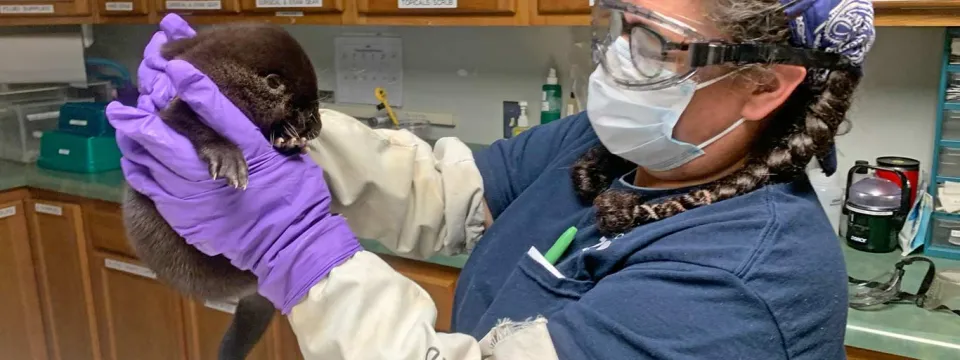 A veterinary professional wearing a blue scrub top, a face mask, protective eyewear, and long purple gloves. They are holding a small, dark-furred small mammal in their gloved hands, examining it carefully in a brightly lit indoor medical setting.