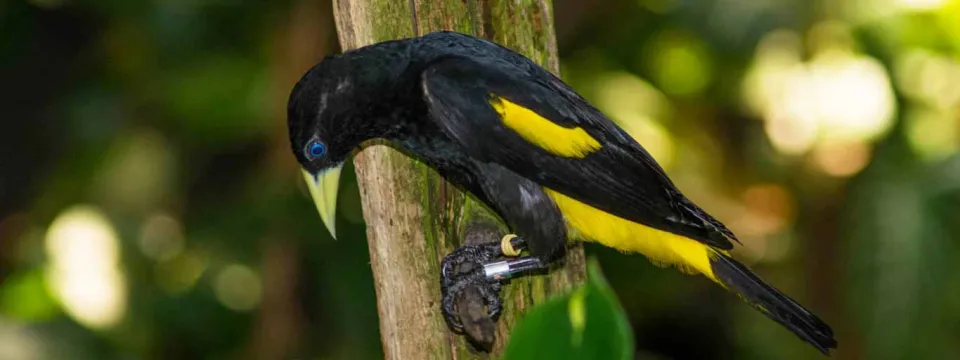 A small, lean black bird with yellow patches on its wing and backside under its tail called a Yellow Rumped Caciques. It is perched on a tiny branch with a lush forest blurred in the background.